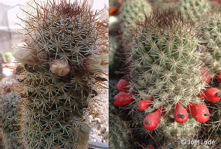 Mammillaria armillata (brownish-black sp.) El Cabo, BC, Mexico JLcoll.2522